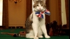 Cea mai populară pisică din Marea Britanie ar putea fi concediată pentru că "nu-şi face treaba"