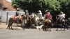 Unul contra opt. Un câine a atacat o herghelie de cai VIDEO  