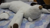 Ai parte de un somn liniştit: A fost inventat ursul-robot anti-sforăit VIDEO