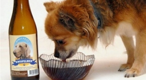 Americanii au creeat Berea Bowser, o băutură specială pentru câini 