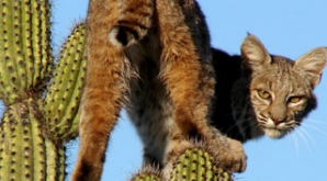 O pisică s-a refugiat în vârful unui cactus de şase metri înălţime
