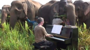 (VIDEO) Concert de Beethoven pentru elefanţii orbi din Thailanda