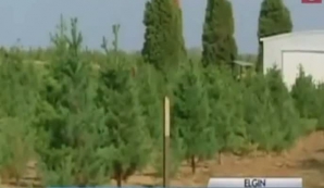 Deficit de brazi în SUA