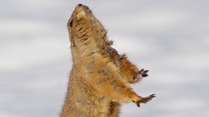 Şi animalele pot dansa: Mişcările boogie ale unui câine de preerie FOTO