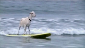 Capra pasionată de... surfing VIDEO