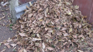 Aleşii locali la strâns frunze: S-au înarmat cu mănuşi şi saci menajeri şi au pornit la atac