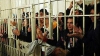 Gest de bunăvoinţă în Cuba: 3.000 deţinuţi vor fi graţiaţi 