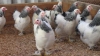 Ministerul Agriculturii avertizează: Risc de holeră aviară în Moldova