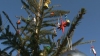 Doi brazi din curtea Publika TV, ce vor ajunge la copiii care nu au un pom de Crăciun, au fost decoraţi azi 