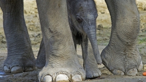 Surpriză! Elefanţii au de fapt 6 degete