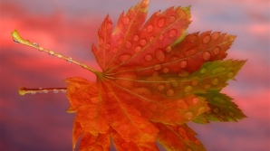 Prognoza meteo pentru următoarele 7 zile