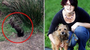 Risca să fie îngropat de viu! Un terrie a fost atras în vizuina unui iepure şi a rămas blocat 20 de zile