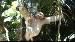 Cel mai drăguţ loc din lume: creşa pentru leneşi (VIDEO)