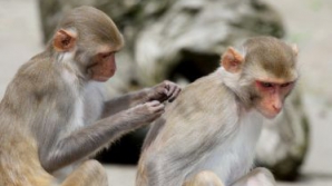 Monitoarele cu touch screen, utilizate şi de maimuţe