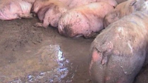 Duş cu excremente de porc împotriva tinerilor gălăgioşi