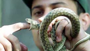 Şerpi veninoşi în loc de mită pentru funcţionarii de la FISC