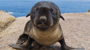 Un pui de focă rătăcit a adormit în bucătărie FOTO