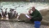 Veselie mare la Grădina Zoologică din Londra. Vietăţile se distrează pe seama îngrijitorilor VIDEO