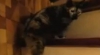 Cum urcă o pisică pe scări VIDEO