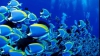 Studiu: Nivelul ridicat de bioxid de carbon din oceane afectează sistemul nervos al peştilor