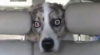 Cum reacţionează un câine uitat în maşină, la o spălătorie auto (VIDEO)