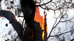 Unul dintre cei mai bătrâni copaci din lume, distrus de un incendiu FOTO