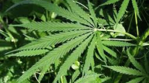 Comercianţi de droguri, reţinuţi de poliţie. Vindeau marijuana prin intermediul magazinelor online (VIDEO)