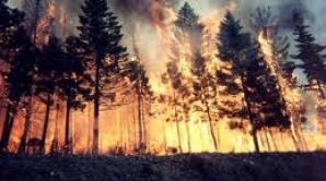 Pădurile din preajma oraşului Sydney au fost cuprinse de flăcări