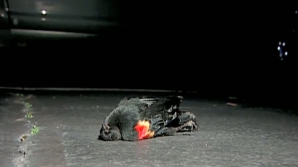 Păsări căzute din cer pe străzile unui oraş din statul american Arkansas 