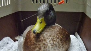 Răţoi norocos: A supravieţuit după ce gâtul i-a fost străpuns de o săgeată de darts 