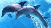 Carta drepturilor fundamentale pentru delfini
