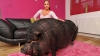 A vrut un micro porc, dar s-a ales cu un monstru de peste 100 de kilograme FOTO