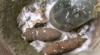 Obuze antitanc, descoperite în curtea unui bărbat din raionul Călăraşi