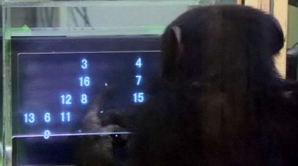 Şi cimpanzeii cunosc matematica: Maimuţele întrec oamenii când e vorba de rezultate la teste de memorie