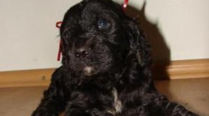 Prinţul William şi Kate au adoptat un căţel