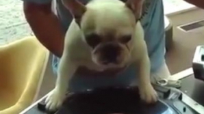 Nu vei crede decât dacă vezi! Un căţel este DJ VIDEO