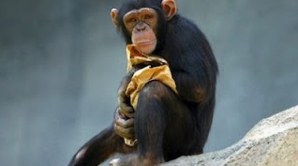 Cel mai bătrân cimpanzeu din Europa a murit