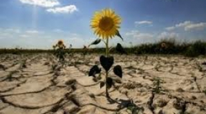 Culturile, livezile şi viţa de vie, atacate de ger