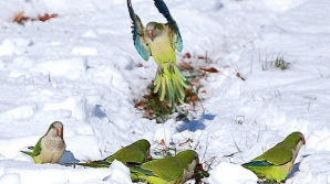 Prognoza meteo pentru 1 martie