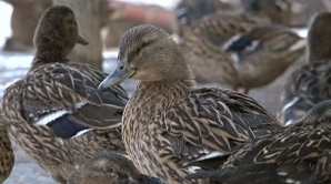"Case confortabile" pentru raţe: Pe malul lacului Ghidighici au fost amenajate cuiburi pentru raţele sălbatice