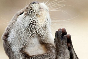 Fotografia care a cucerit internetul: O vidră se roagă la Dumnezeu  