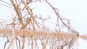 În urma îngheţurilor, 70 la sută din culturile agricole de toamnă au fost compromise