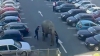 Amuzant: Un elefant nu a vrut să facă baie şi a fugit de acasă VIDEO