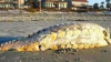 MONSTRU marin, eşuat pe o plajă din Carolina de Sud FOTO  