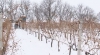 Fermierii din Moldova au utilizat ilegal peste un milion de lei din fondul de subvenţionare