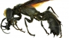 O viespe uriaşă, descoperită în Indonezia. Este de culoare neagră şi are un corp de 7 cm FOTO