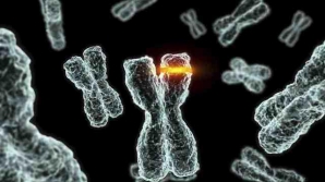 A fost descoperită gena care prelungeşte viaţa cu 20 de ani