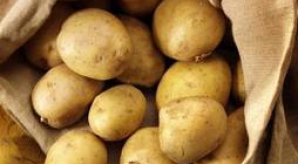 Inspiraţi de lecţia unui profesor: Un grup de studenţi au vândut cartofi, la un preţ de trei ori mai mic, în campusul universitar