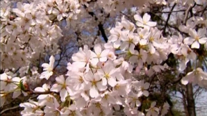 Spectacolul naturii la Washington: Au înflorit cireşii