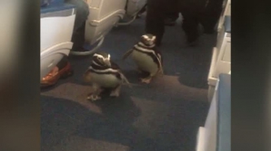 Atenţie, pinguini la bord! VIDEO